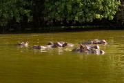 3 adult hippos and junior